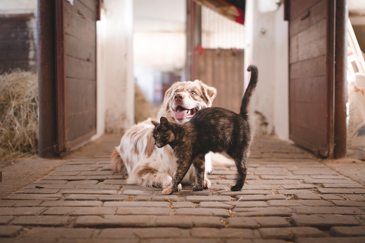 Effektive Mikroorganismen für Hunde und Katzen